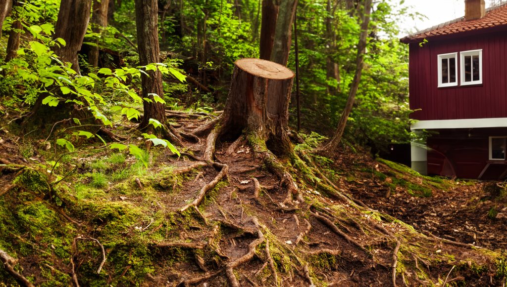 The mossy roots of a tree in the forest